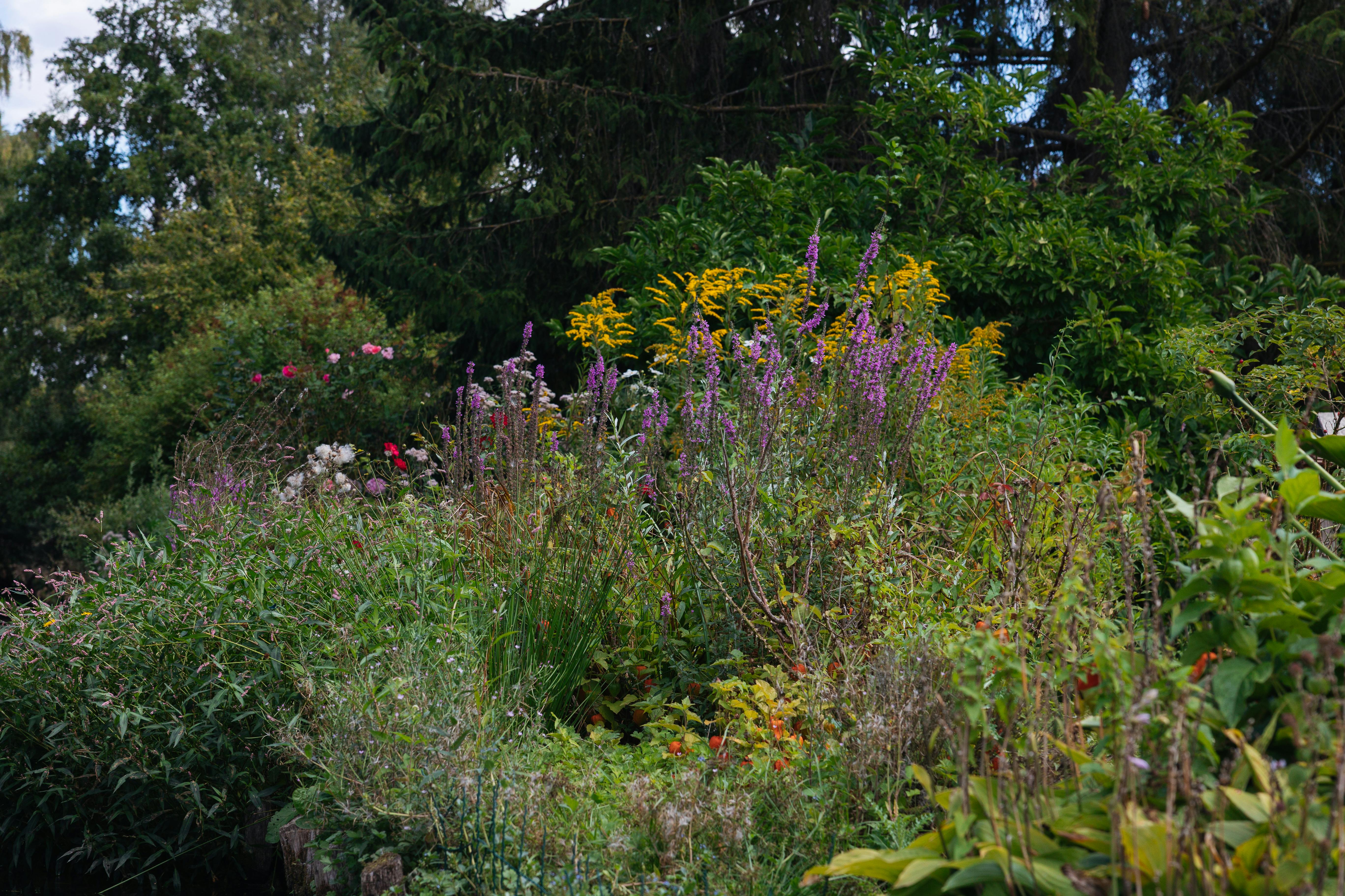 Pradera naturalista de flor en Ruidera
